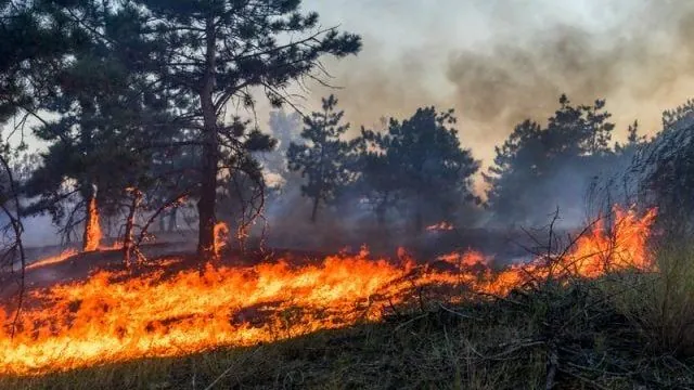 У Чорнобильській зоні полум'я охопило 20 гектарів лісової підстилки. Київська обласна військова адміністрація повідомляє, що радіаційний фон залишається у межах норми.