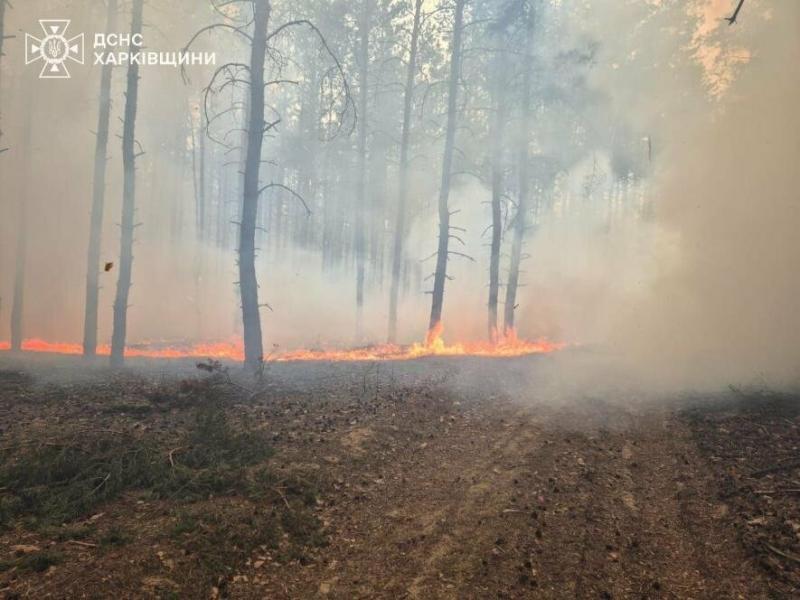 У Харківській області продовжуються лісові пожежі: в яких районах спостерігається вогняна небезпека?